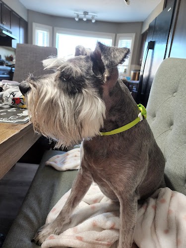 Hot Dogs Grooming Salon