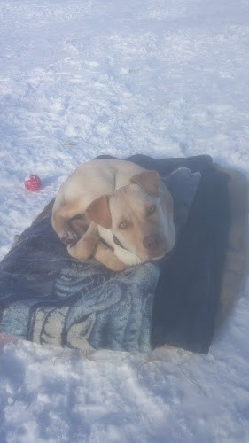 Eagle Lake Boarding Kennel