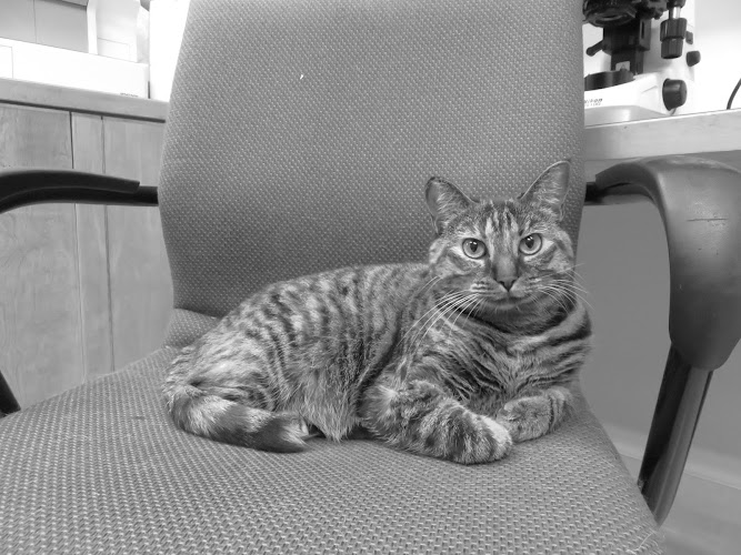 Strathmore Veterinary Clinic