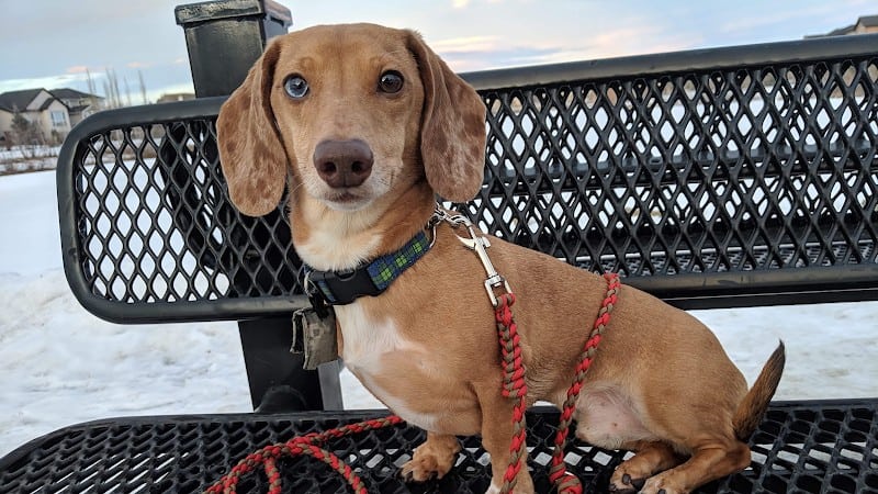 Alberta Dogsport Supplies
